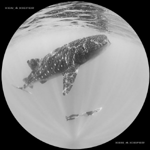 Whale shark coexisting with free diver by Ken Kiefer 